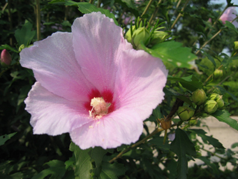 ���O���t�@